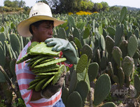 [ẢNH] Độc đáo với những món ngon được chế biến từ xương rồng