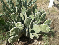 [ẢNH] Độc đáo với những món ngon được chế biến từ xương rồng