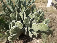 [ẢNH] Độc đáo với những món ngon được chế biến từ xương rồng