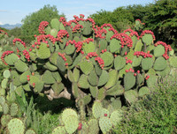 [ẢNH] Độc đáo với những món ngon được chế biến từ xương rồng