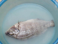 [ẢNH] 12 công dụng kỳ diệu của nước vo gạo không phải ai cũng biết