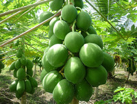 [ẢNH] Mâm ngũ quả ngày Tết 