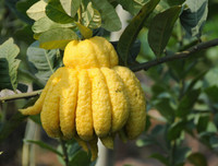 [ẢNH] Mâm ngũ quả ngày Tết 