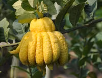 [ẢNH] Mâm ngũ quả ngày Tết 