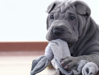 [ẢNH] Điều thú vị về Shar Pei – giống chó nhăn quý hiếm nhất hành tinh