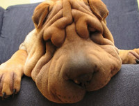 [ẢNH] Điều thú vị về Shar Pei – giống chó nhăn quý hiếm nhất hành tinh
