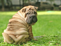 [ẢNH] Điều thú vị về Shar Pei – giống chó nhăn quý hiếm nhất hành tinh