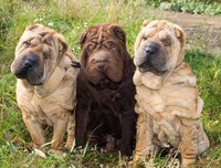 [ẢNH] Điều thú vị về Shar Pei – giống chó nhăn quý hiếm nhất hành tinh