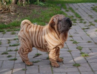 [ẢNH] Điều thú vị về Shar Pei – giống chó nhăn quý hiếm nhất hành tinh