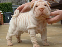 [ẢNH] Điều thú vị về Shar Pei – giống chó nhăn quý hiếm nhất hành tinh