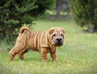 [ẢNH] Điều thú vị về Shar Pei – giống chó nhăn quý hiếm nhất hành tinh