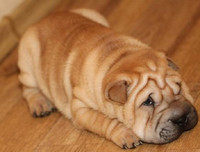 [ẢNH] Điều thú vị về Shar Pei – giống chó nhăn quý hiếm nhất hành tinh