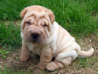 [ẢNH] Điều thú vị về Shar Pei – giống chó nhăn quý hiếm nhất hành tinh