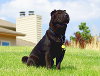 [ẢNH] Điều thú vị về Shar Pei – giống chó nhăn quý hiếm nhất hành tinh