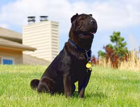 [ẢNH] Điều thú vị về Shar Pei – giống chó nhăn quý hiếm nhất hành tinh