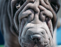 [ẢNH] Điều thú vị về Shar Pei – giống chó nhăn quý hiếm nhất hành tinh