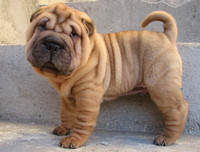 [ẢNH] Điều thú vị về Shar Pei – giống chó nhăn quý hiếm nhất hành tinh