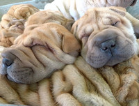 [ẢNH] Điều thú vị về Shar Pei – giống chó nhăn quý hiếm nhất hành tinh