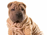 [ẢNH] Điều thú vị về Shar Pei – giống chó nhăn quý hiếm nhất hành tinh