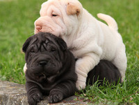 [ẢNH] Điều thú vị về Shar Pei – giống chó nhăn quý hiếm nhất hành tinh