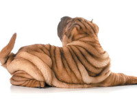 [ẢNH] Điều thú vị về Shar Pei – giống chó nhăn quý hiếm nhất hành tinh