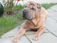 [ẢNH] Điều thú vị về Shar Pei – giống chó nhăn quý hiếm nhất hành tinh