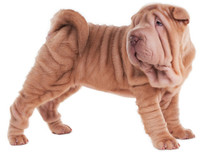 [ẢNH] Điều thú vị về Shar Pei – giống chó nhăn quý hiếm nhất hành tinh