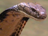 [ẢNH] Top 10 loài rắn cực độc, nguy hiểm nhất hành tinh