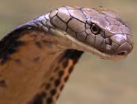 [ẢNH] Top 10 loài rắn cực độc, nguy hiểm nhất hành tinh