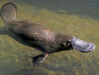 [ẢNH] Top 7 loài động vật có hình thức sinh sản 