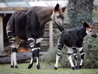 [ẢNH] Sửng sốt với hình ảnh những loài động vật kỳ lạ nhất hành tinh