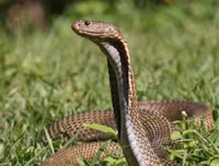 [ẢNH] Top 10 loài rắn cực độc, nguy hiểm nhất hành tinh