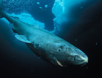 [ẢNH] Top những động vật sống 