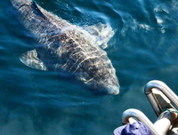 [ẢNH] Top những động vật sống 