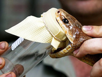 [ẢNH] Top những công việc kỳ lạ nhưng kiếm 