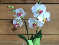 [ẢNH] Những phụ nữ 