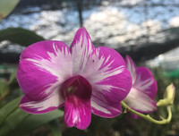 [ẢNH] Những phụ nữ 