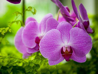 [ẢNH] Những phụ nữ 