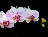 [ẢNH] Những phụ nữ 