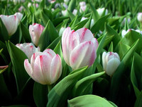 [ẢNH] Cảnh giác với những loài hoa, cây cảnh cực đẹp nhưng cũng cực độc trong dịp Tết