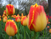 [ẢNH] Cảnh giác với những loài hoa, cây cảnh cực đẹp nhưng cũng cực độc trong dịp Tết