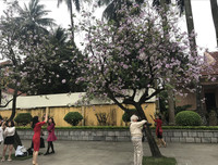 [ẢNH] Vẻ quyến rũ đến say đắm lòng người của hoa ban giữa lòng Thủ đô