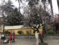 [ẢNH] Vẻ quyến rũ đến say đắm lòng người của hoa ban giữa lòng Thủ đô