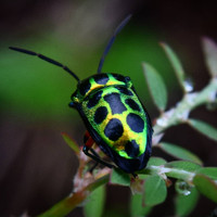 [ẢNH] Chiêm ngưỡng 