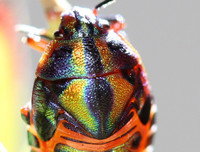 [ẢNH] Chiêm ngưỡng 