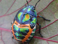 [ẢNH] Chiêm ngưỡng 