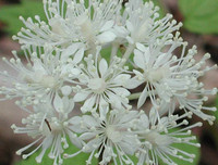 [ẢNH] Chiêm ngưỡng những loài thực vật 