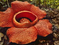 [ẢNH] Chiêm ngưỡng những loài thực vật 