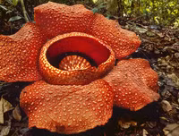 [ẢNH] Chiêm ngưỡng những loài thực vật 