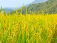 [ẢNH] Mẹo xử lý ban đầu khi bị côn trùng cắn